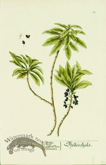 Blackwell German 119